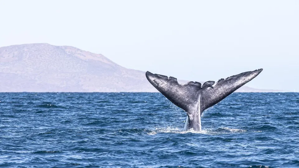 WHALE WATCHING LORETO