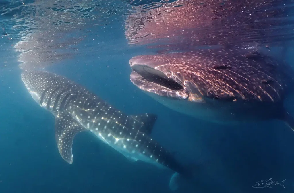 LA PAZ SWIM WITH WHALE SHARKS