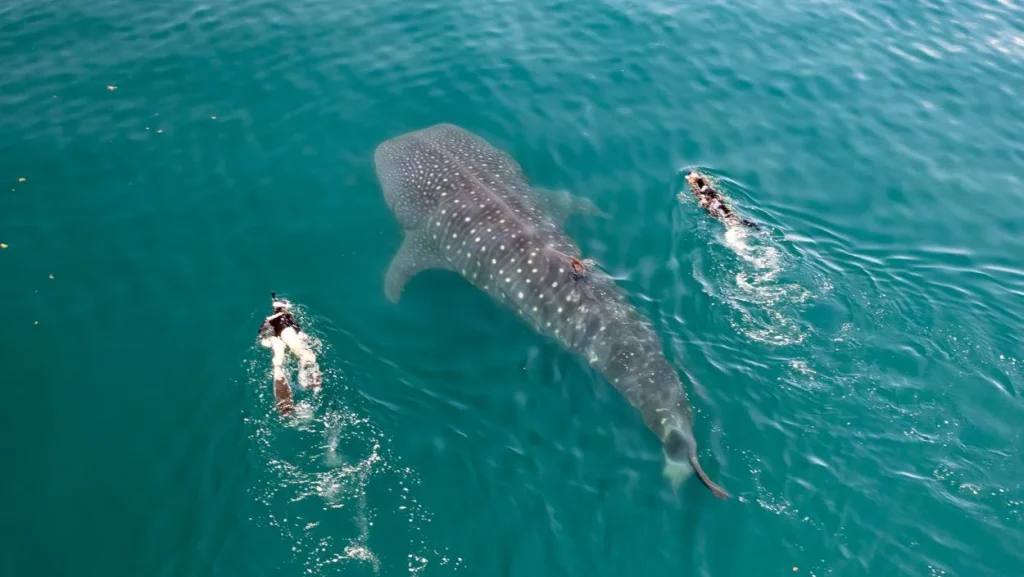LA PAZ SWIM WITH WHALE SHARKS