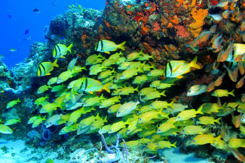 COZUMEL